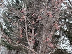 -长春世界雕塑园冰雪艺术天地