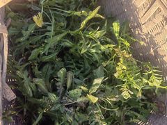 -刘胖子家常菜·蹄花焖藕(中南店)