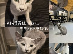 -琪喵猫屋·撸猫猫咖·猫舍