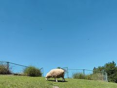 -神户市立六甲山牧场