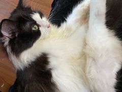 -楼上猫咖(罗湖店)