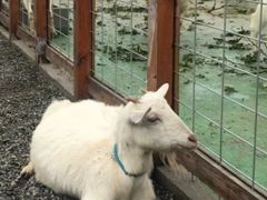 -前小桔亲子创意农场·草莓采摘·露营烧烤