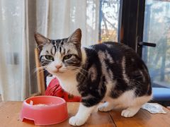 -猫小院猫主题餐厅(南锣旗舰店)