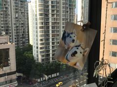 -Husky Go! 哈士奇体验馆·宠物咖啡厅狗咖