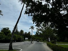-东郊椰林