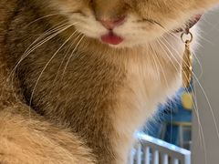 -猫在这儿猫咪咖啡馆·撸猫馆