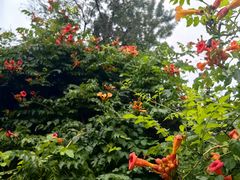 -国家植物园南园