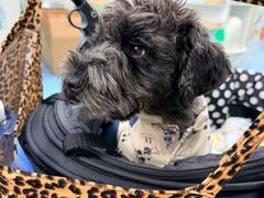 -北京赛佳动物医院