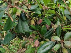 -田园寨农园观光园