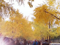 -三里屯东五街银杏大道
