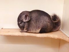 -龙猫仔乐园(惠福东路店)