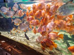 -太平洋海底世界