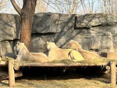 -北京野生动物园