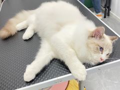 -山宅一喵德文卷毛猫舍