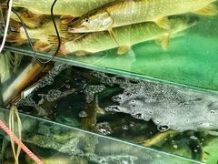 -煲来饱去冷水鱼
