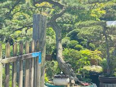 -龙大花卉苗木市场