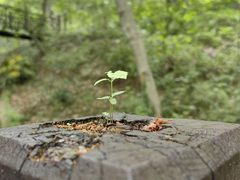 -宝岩生态观光园