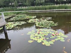 -文瀛公园