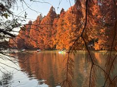 -上海海湾国家森林公园