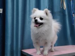 -福懋动物医院·犬猫全科·外科·重症科(杏林分院)