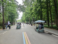 -日照海滨国家森林公园