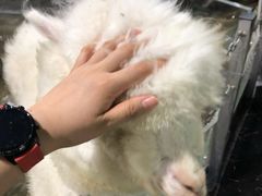 -上海大自然野生昆虫馆(东方明珠·爬宠昆虫探索中心)