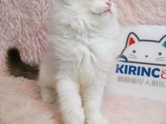 -十年猫舍·猫咪专门店(普陀店)