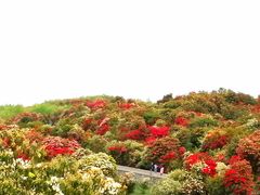 -贵州百里杜鹃风景名胜区