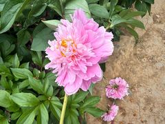 -洛阳市隋唐城遗址植物园
