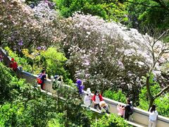 -梧桐山风景名胜区