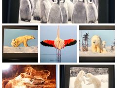 -罗红摄影艺术馆