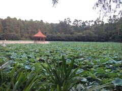 iphone_upload_pic-南国桃园旅游度假区