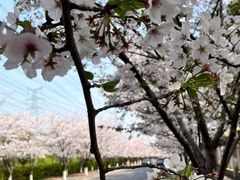 -高东镇樱花园