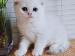 -爱宠屋pet shop·宠物洗澡·宠物美容