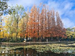 -八大关景区