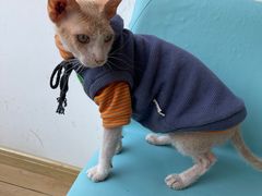 -猫在这儿猫咪咖啡馆·撸猫馆