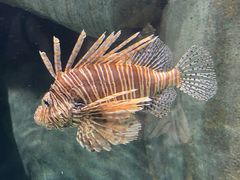 -新加坡海洋生态馆