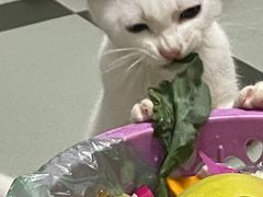 -贝利宠物医院·骨科·眼科·肿瘤转诊中心(南坪诊疗中心)