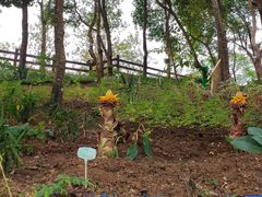 -广州白江湖森林公园