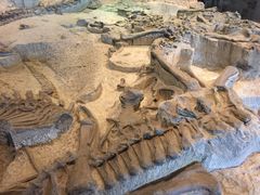 -自贡恐龙博物馆