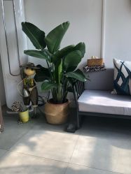 -野鸽脏辫·美式编发专项店
