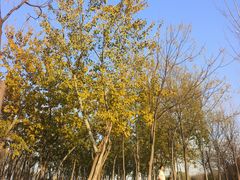 -汉长安城未央宫国家考古遗址公园