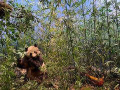 -陕西自然博物馆