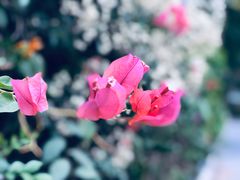 -西双版纳原始森林公园