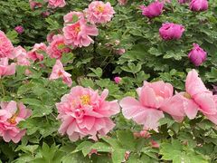 -洛阳市隋唐城遗址植物园