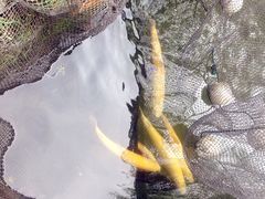 -可心烤鱼