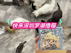 -楼上猫咖(罗湖店)