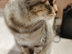 -猫儿山۰猫主题餐厅