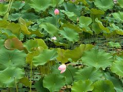 -茅草房·河畔园林火锅
