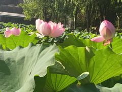 -陈家山荷花公园